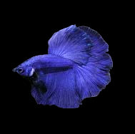 royal blue halfmoon male betta