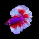 salamander halfmoon male betta