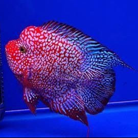 short body super red texas