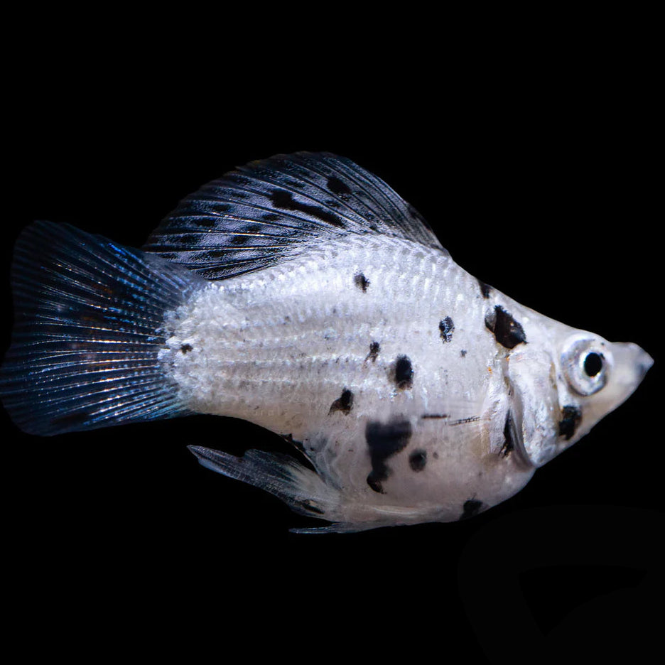 silver Dalmatian balloon molly