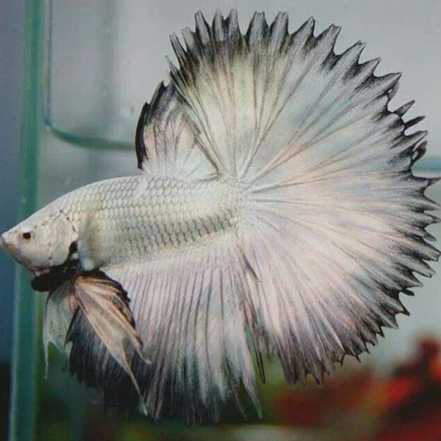 silver dragon halfmoon Male betta fish
