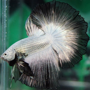 silver dragon halfmoon male betta