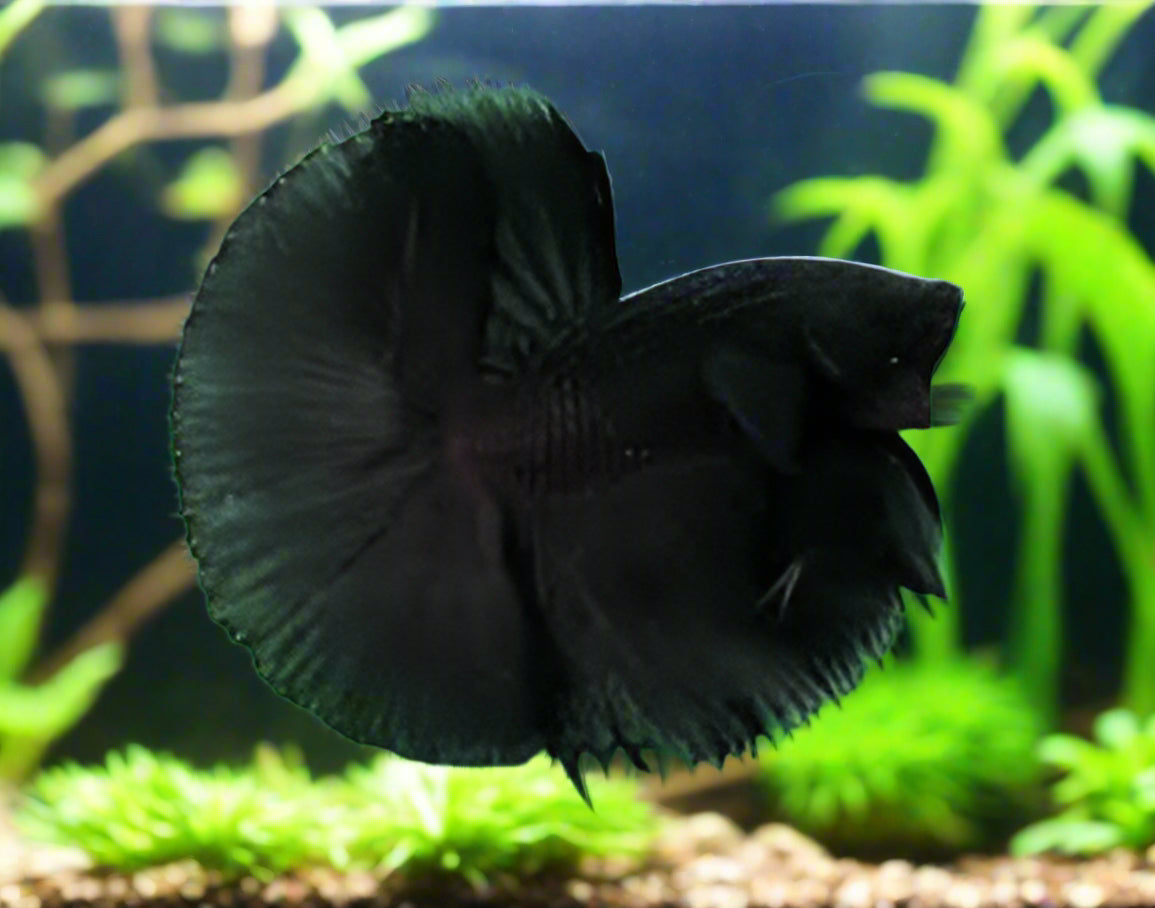 super black halfmoon male betta