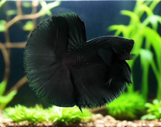 super black halfmoon male betta