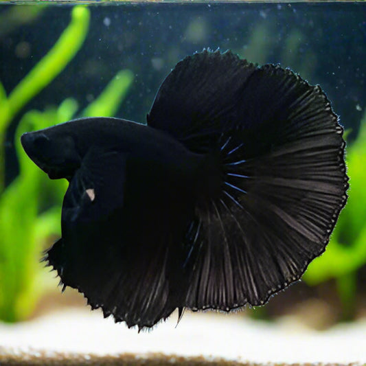 Super black halfmoon betta male