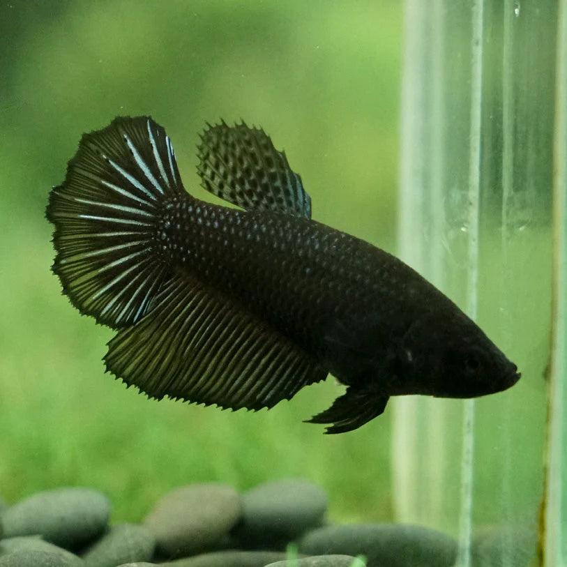 super black solid color halfmoon female betta
