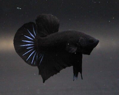 super black solid color plakat male betta