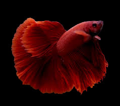 super red halfmoon male betta