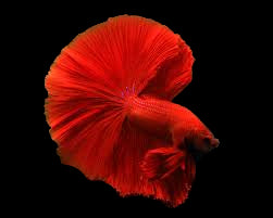 super red halfmoon male betta fish