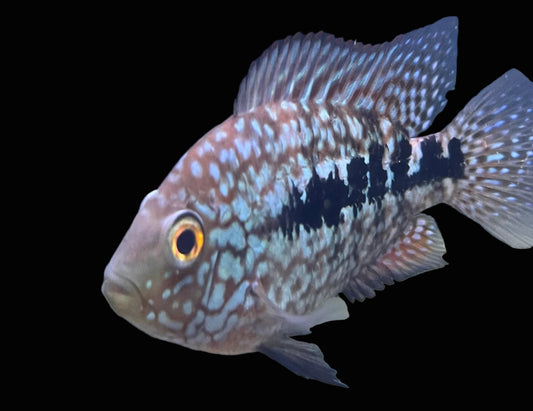 super red texas cichlid fry