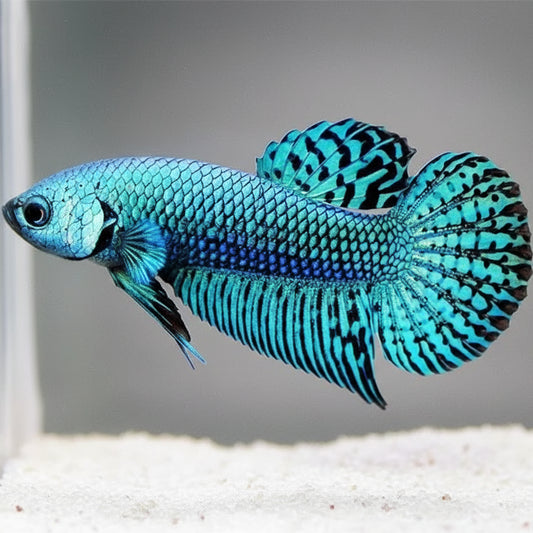 turquoise alien wild male betta