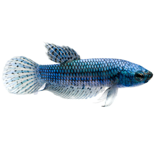 turquoise alien wild female betta