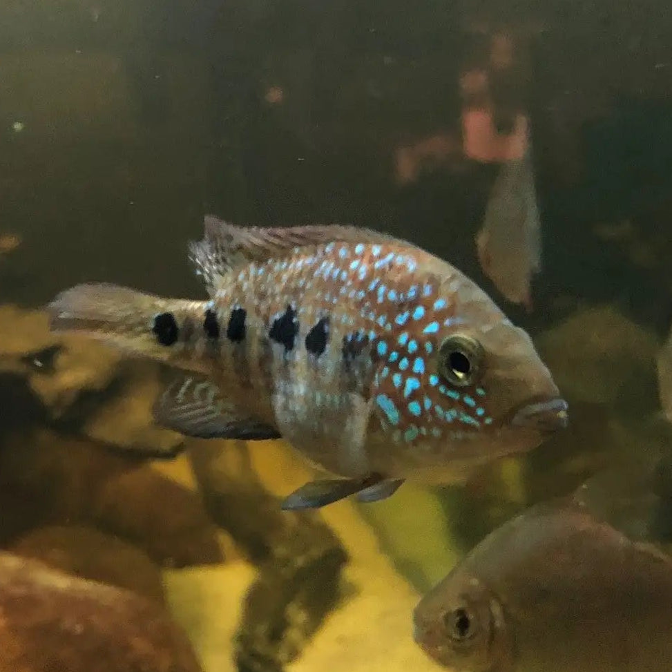 unfaded super red texas fry