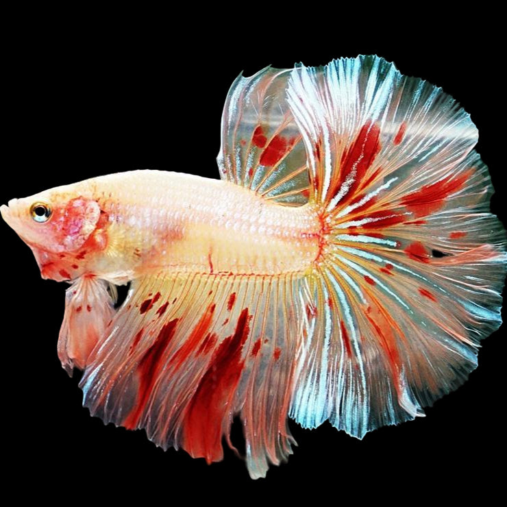 vanda armaggedon betta halfmoon male