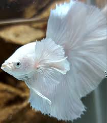 white dumbo ear halfmoon male betta fish