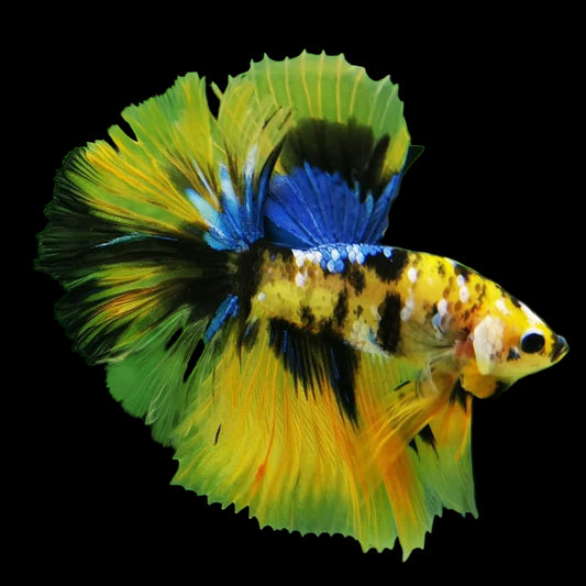 yellow koi galaxy halfmoon male betta