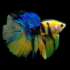 yellow koi halfmoon male betta fish
