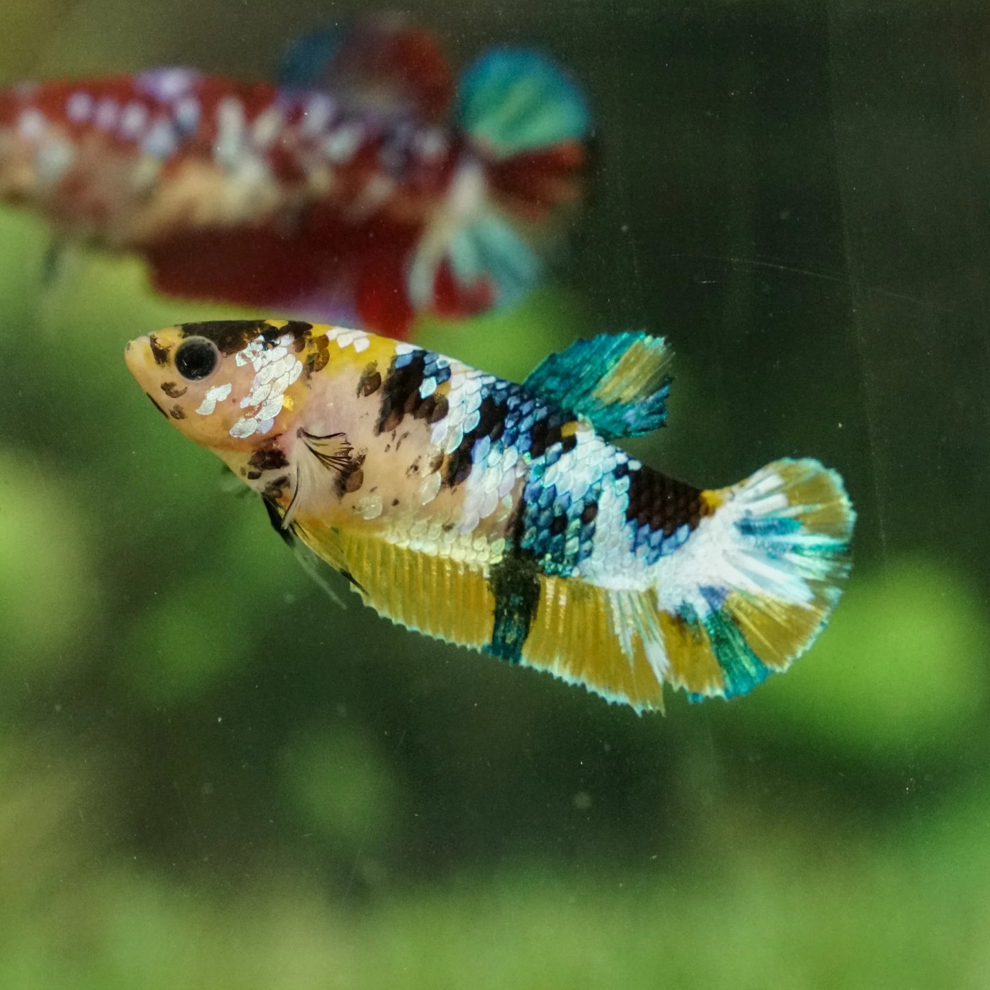 yellow koi plakat female betta