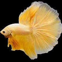 yellow/orange halfmoon male betta