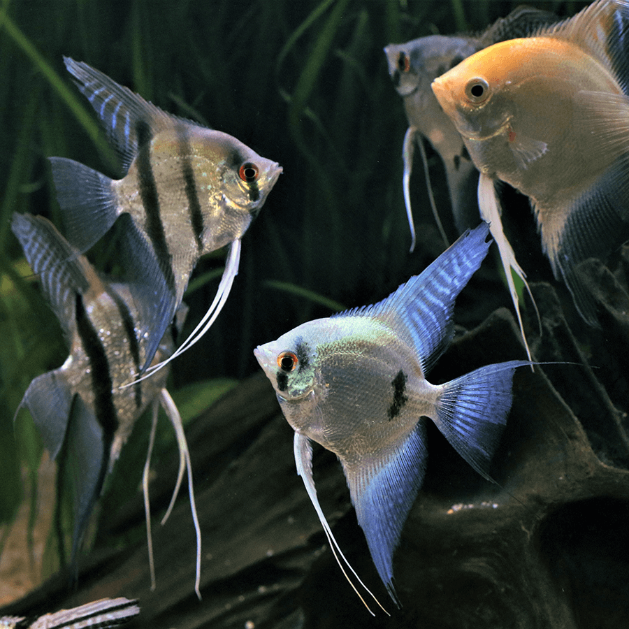 Angelfish & Discus