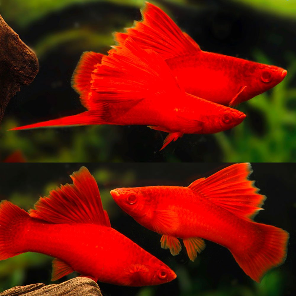 Swordtail