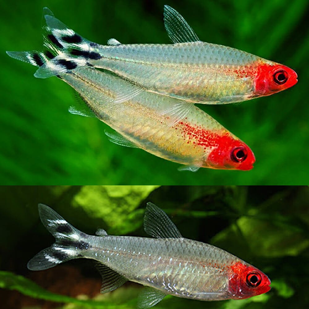 Tetras