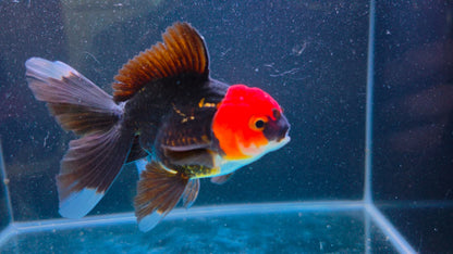 RARE - Premium Thai Fancy Oranda (Male Black Body Red Cap) 2.5" Body – | Exact Fish