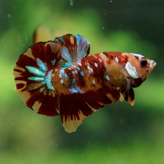 Nemo Galaxy Koi Plakat Male Betta (pack of 5)