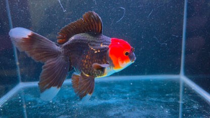 RARE - Premium Thai Fancy Oranda (Male Black Body Red Cap) 2.5" Body – | Exact Fish