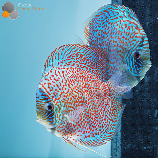 Discus - LEOPARD SPOT 'B' DISCUS