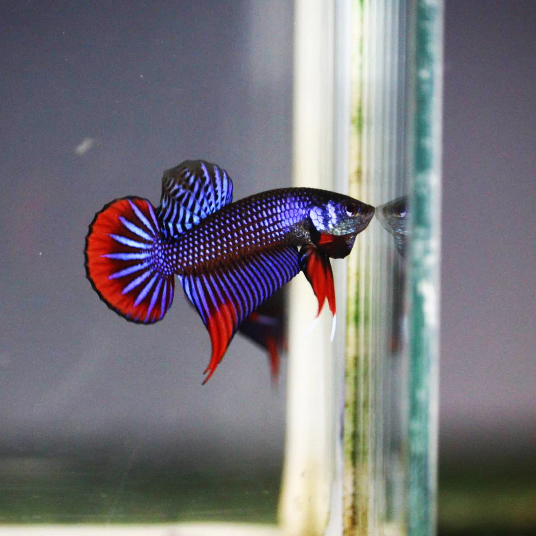 Blue Imbellis Red Tail Wild Male Betta (pack of 5)
