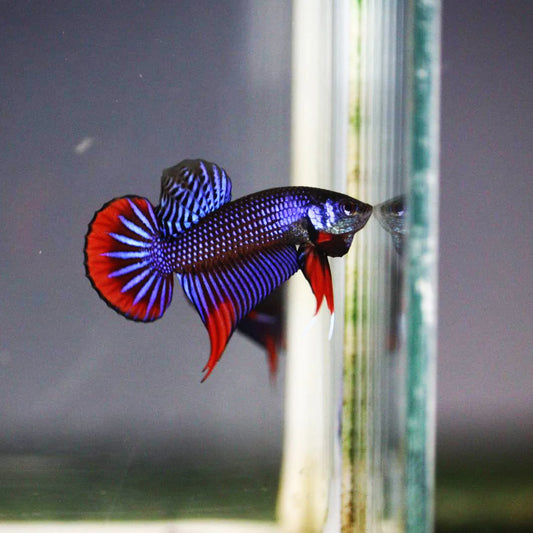 Blue Imbellis Red Tail Wild Male Betta (pack of 5)
