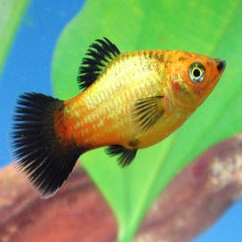 PLATIES - NEON ORANGE WAGTAIL PLATY