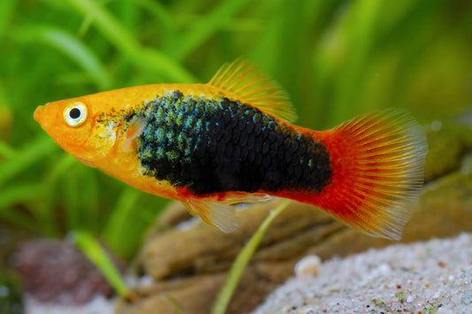 PLATIES - GOLDEN TUXEDO PLATY