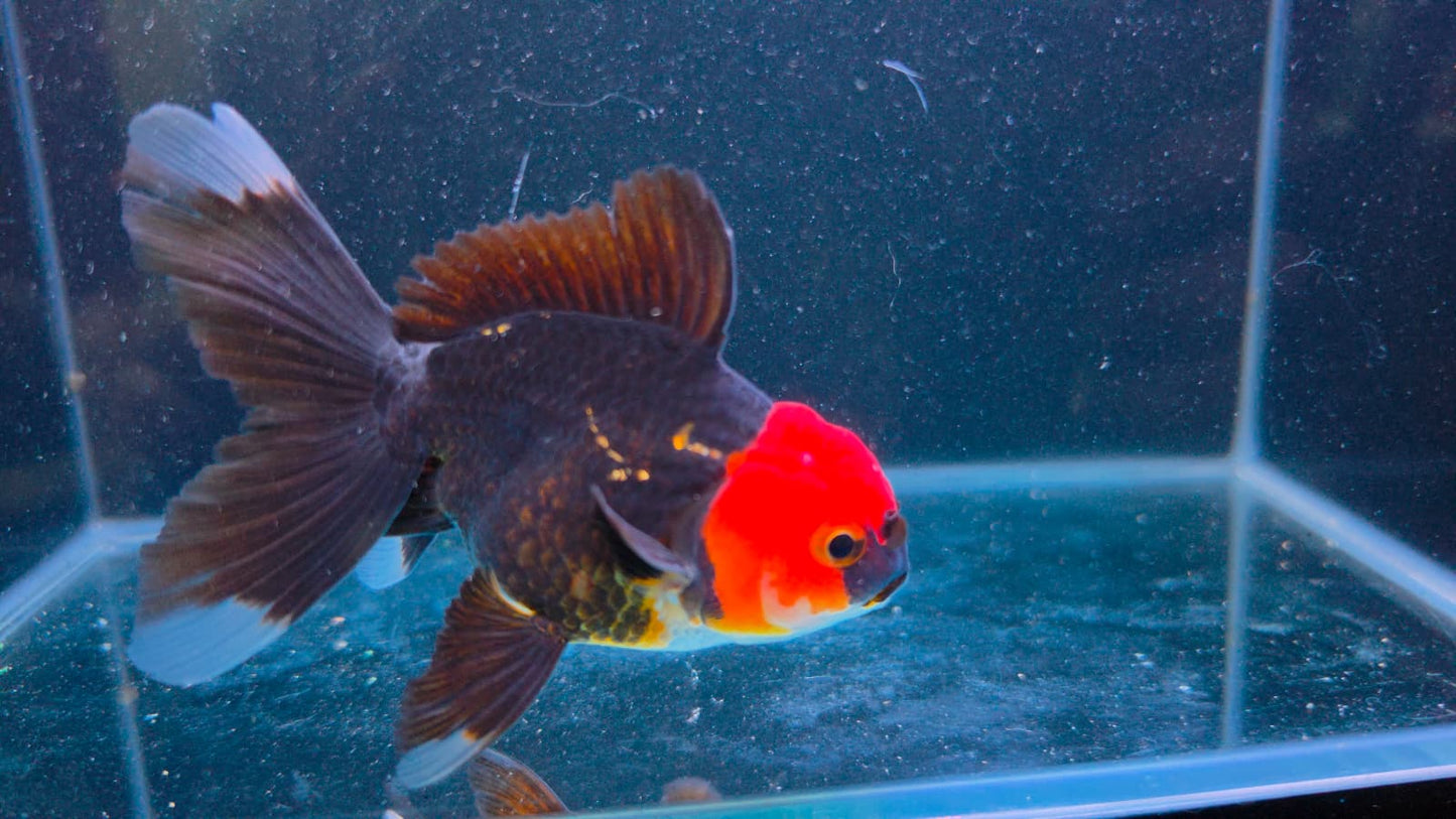 RARE - Premium Thai Fancy Oranda (Male Black Body Red Cap) 2.5" Body – | Exact Fish
