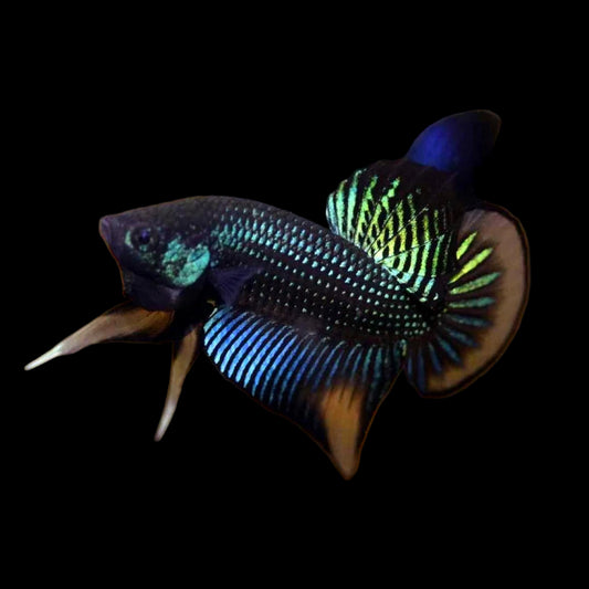 Green Imbellis Yellow Tail Wild Male Betta (pack of 5)