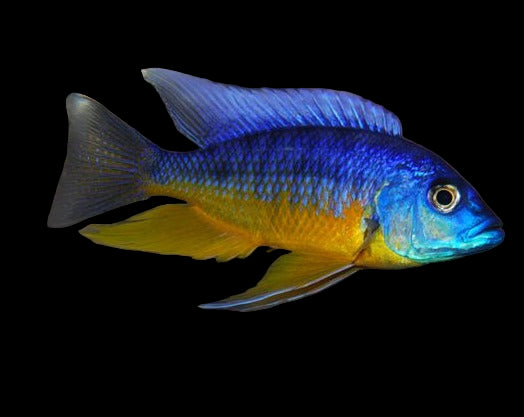 Insignus African Cichlid