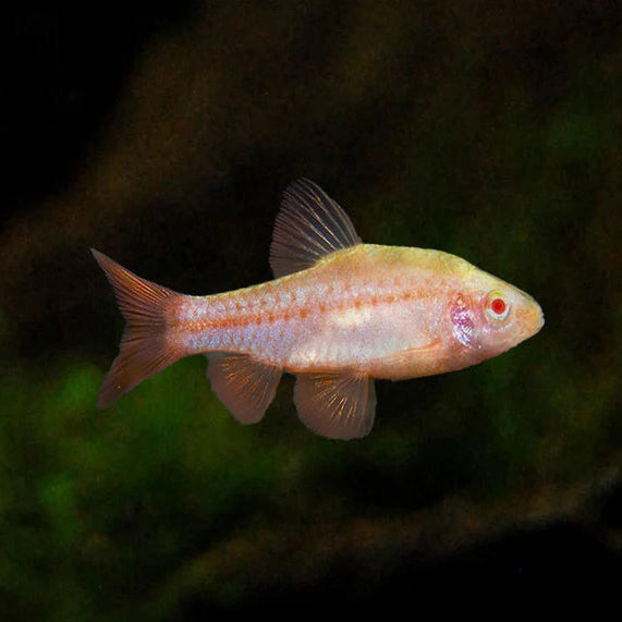 albino blushing barb tropical community fish