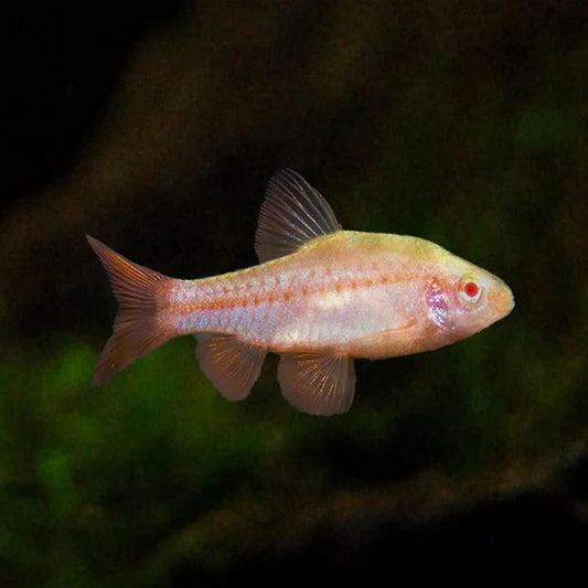 albino blushing barb tropical community fish