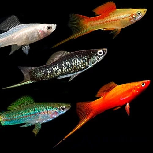 SWORDTAIL - ASSORTED HIFIN