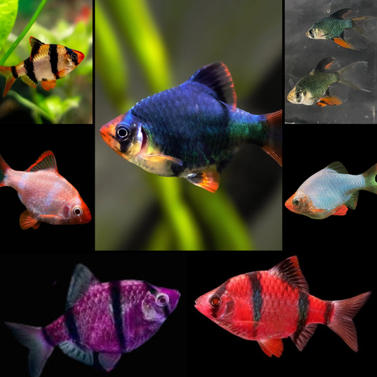 assorted color tiger barb