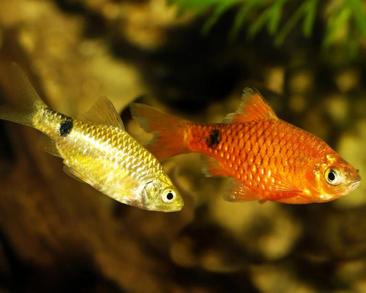 Neon rosy barb mix sex