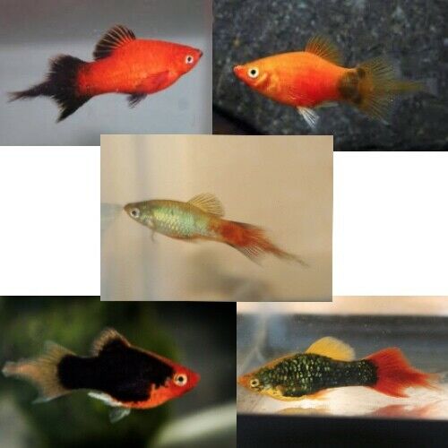 PLATIES - ASSORTED PLUMETAIL PLATY