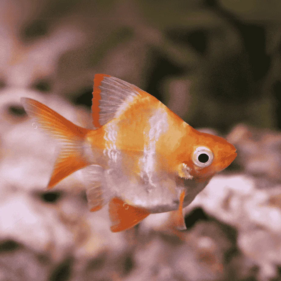Balloon glass tiger barb community fish