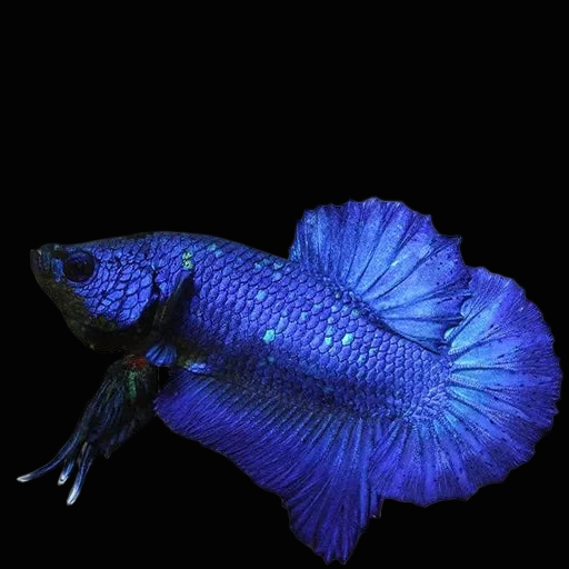 royal blue solid color plakat male betta fish
