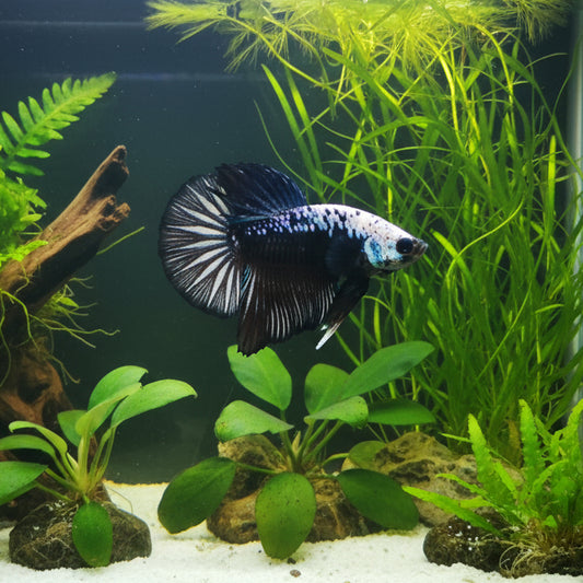 black mamba plakat male betta
