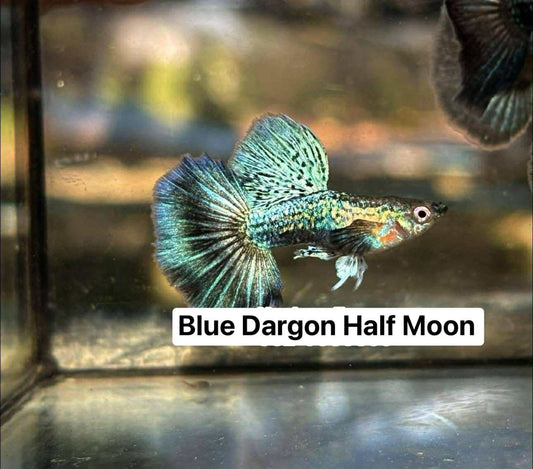 (LTG-041) Blue Dragon Big Dorsal Halfmoon Thai Fancy Guppy