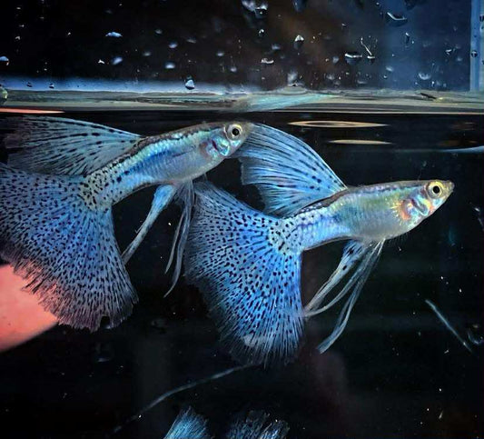 (LTG-055) Blue Grass Ribbon Thai Fancy Guppy