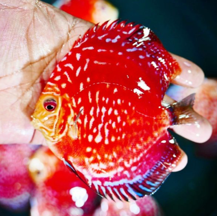 (LTD-020) Red Rafflesia