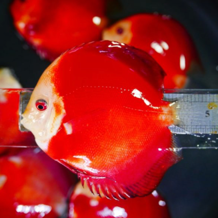 (LTD-017) Red Melon
